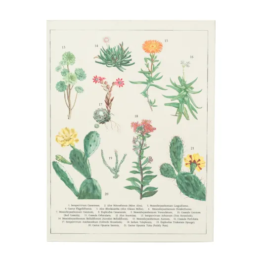 CARPETA A5 CON PINZA BOTANICAL CACTI KOKONOTE