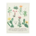 CARPETA A5 CON PINZA BOTANICAL CACTI KOKONOTE