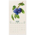 BOTANY FRUITS 2027 30X30 CALENDAR US