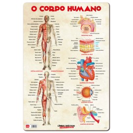 LAMINA DIDACTICA PORTUGUES O CORPO HUMANO
