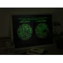 POSTER PREMIUM CONSTELLATIONS